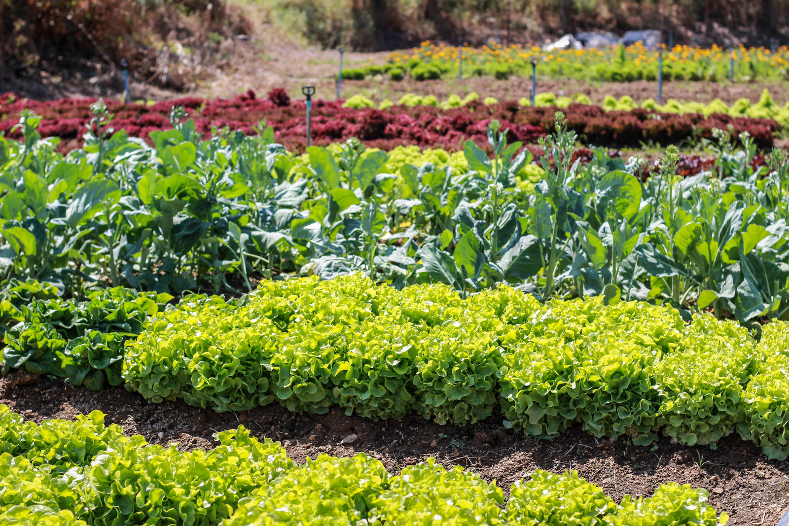 Planting Warm & Cool Season Veggies
