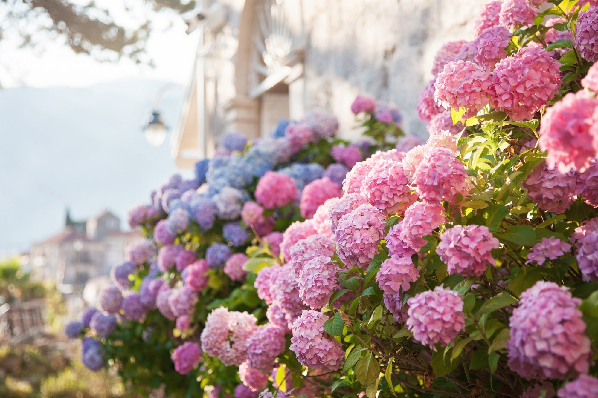 How To Change the Color of Your Hydrangeas