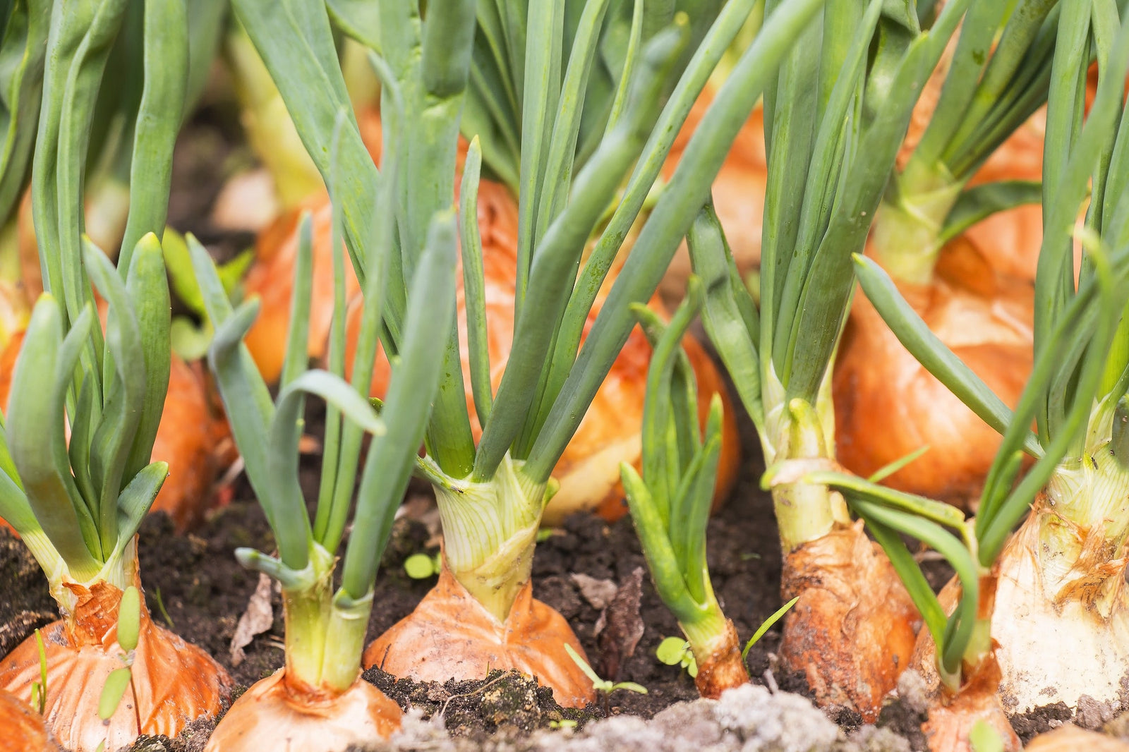 How to Grow Onions