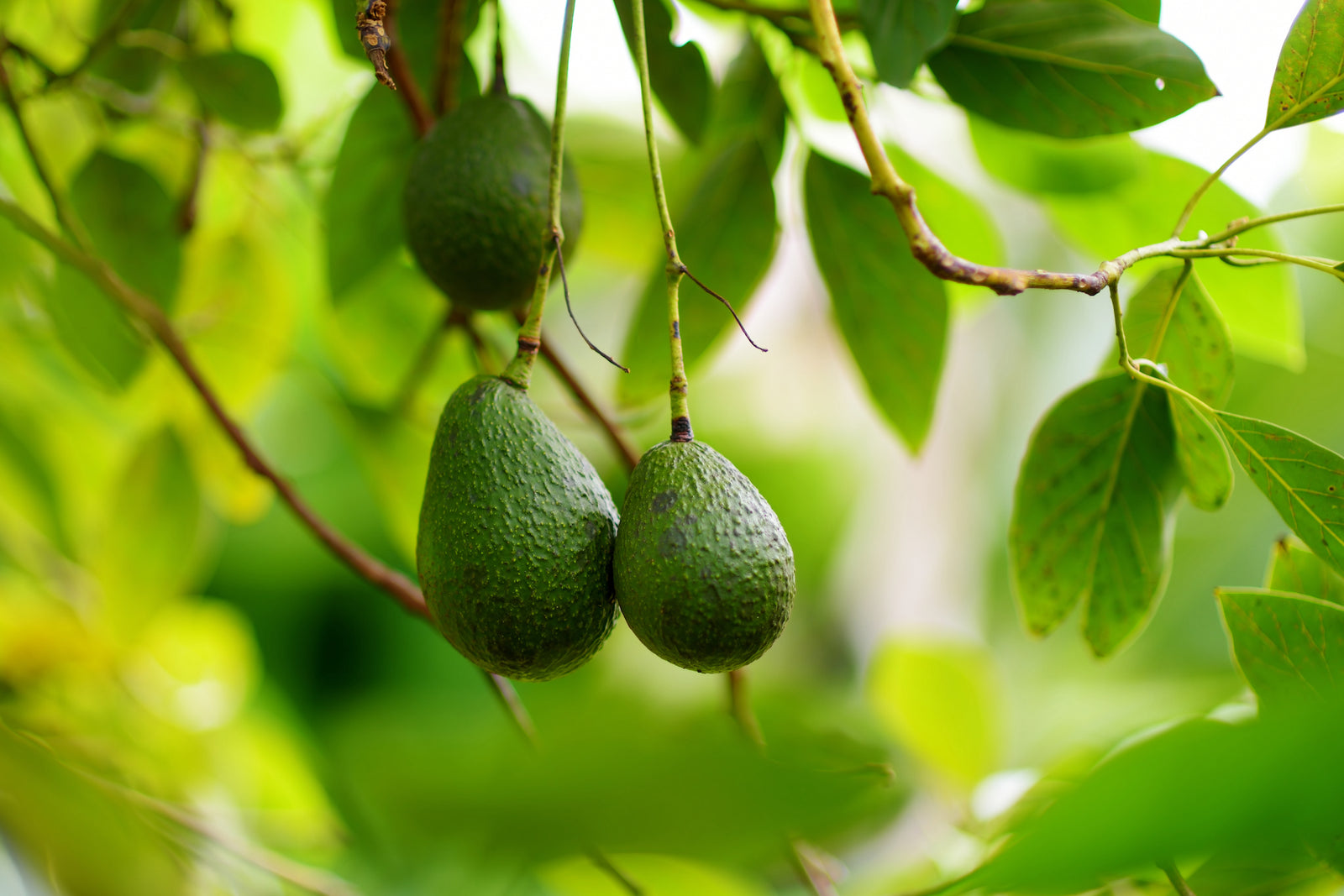 Avocado Care Guide in San Diego