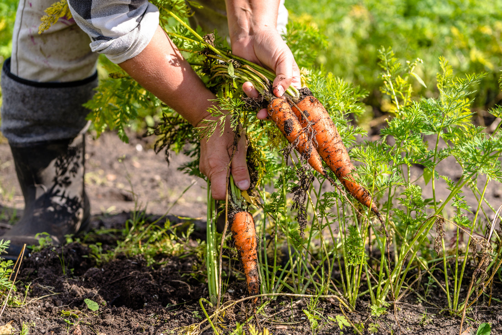 VEGGIE GARDEN VIDEO SERIES #12 - WHEN AND HOW TO HARVEST