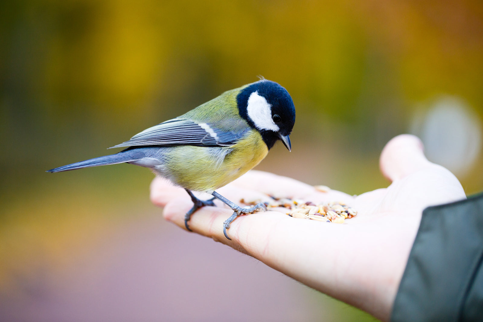 Feeding the Birds