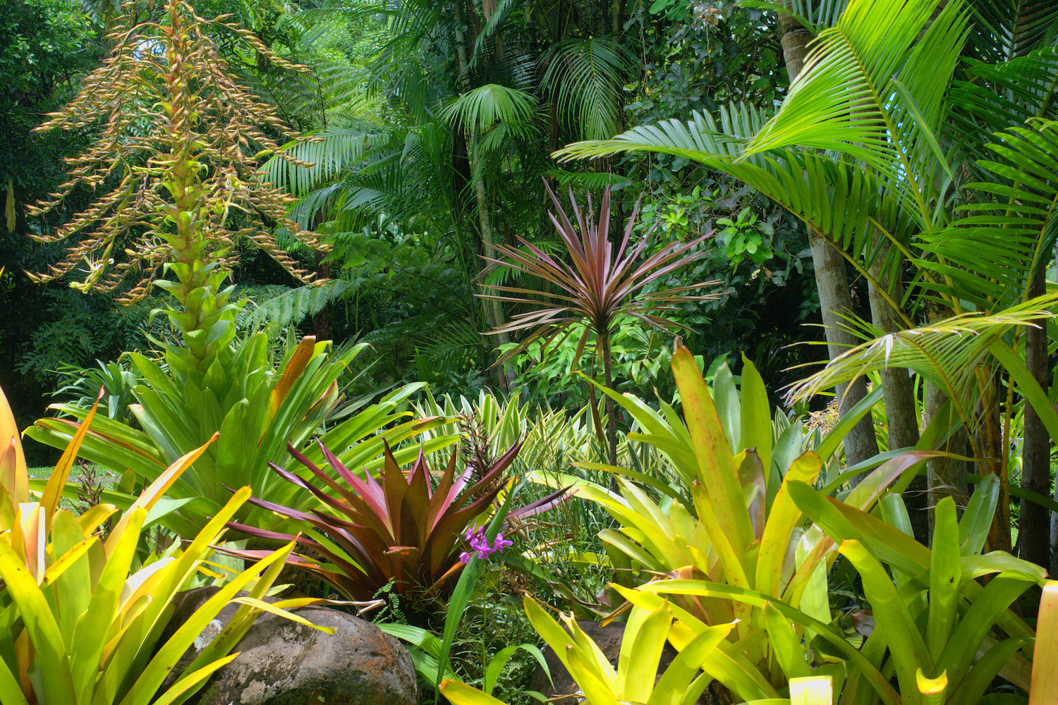 Tropicals for the Month of August