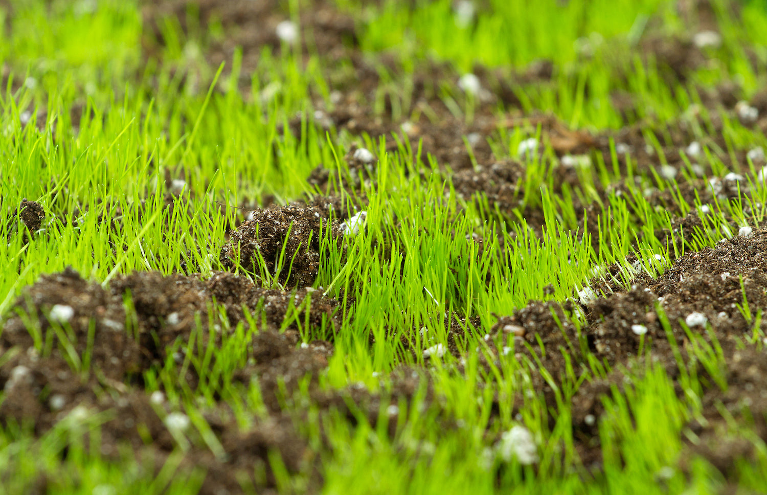 Preparing Your Soil