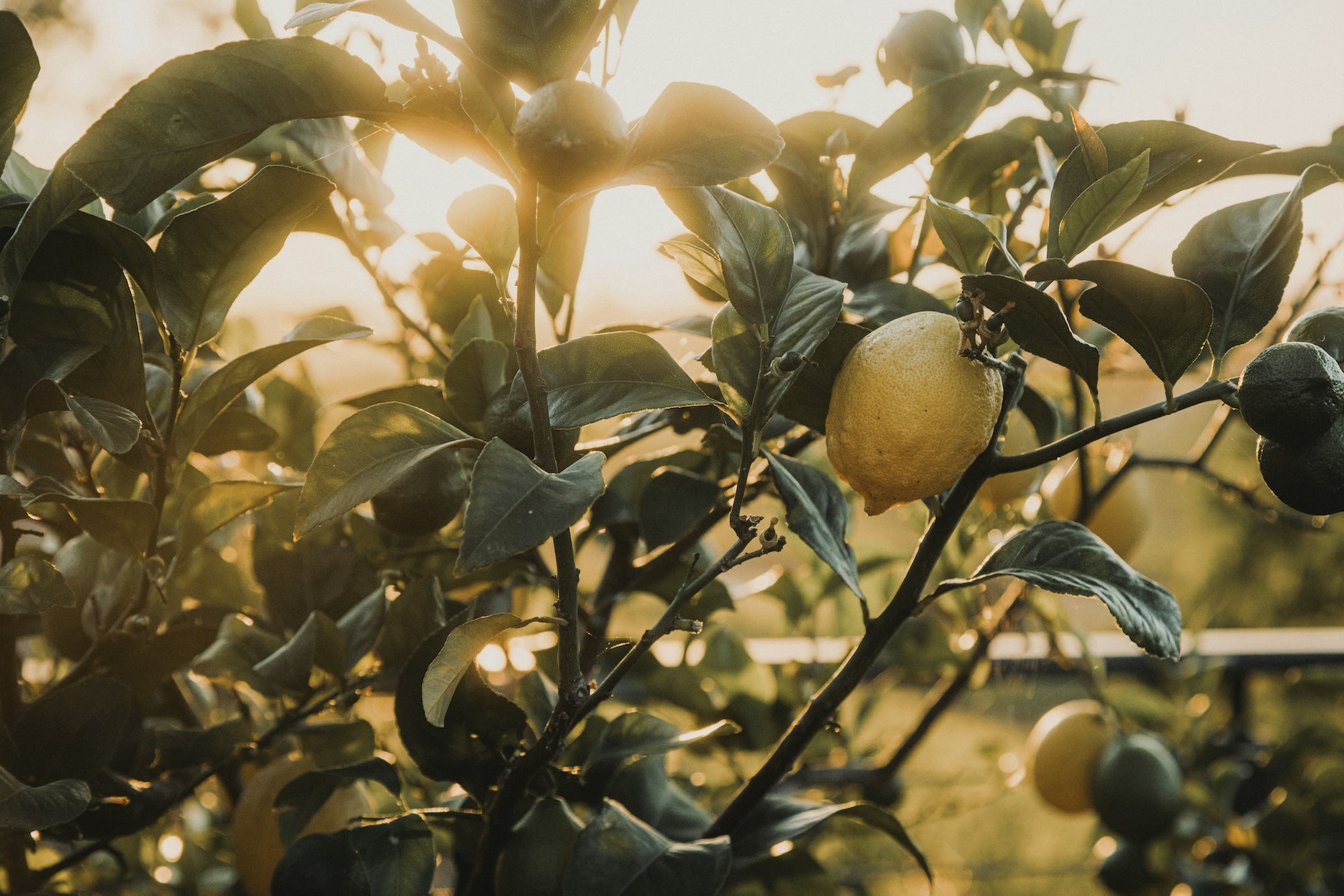 winter citrus care in san diego