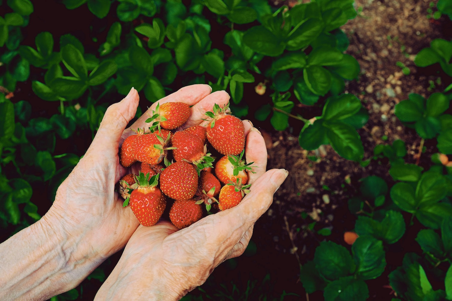 Celebrating Community: Grangetto's Partnership with Poway Gardens Senior Living