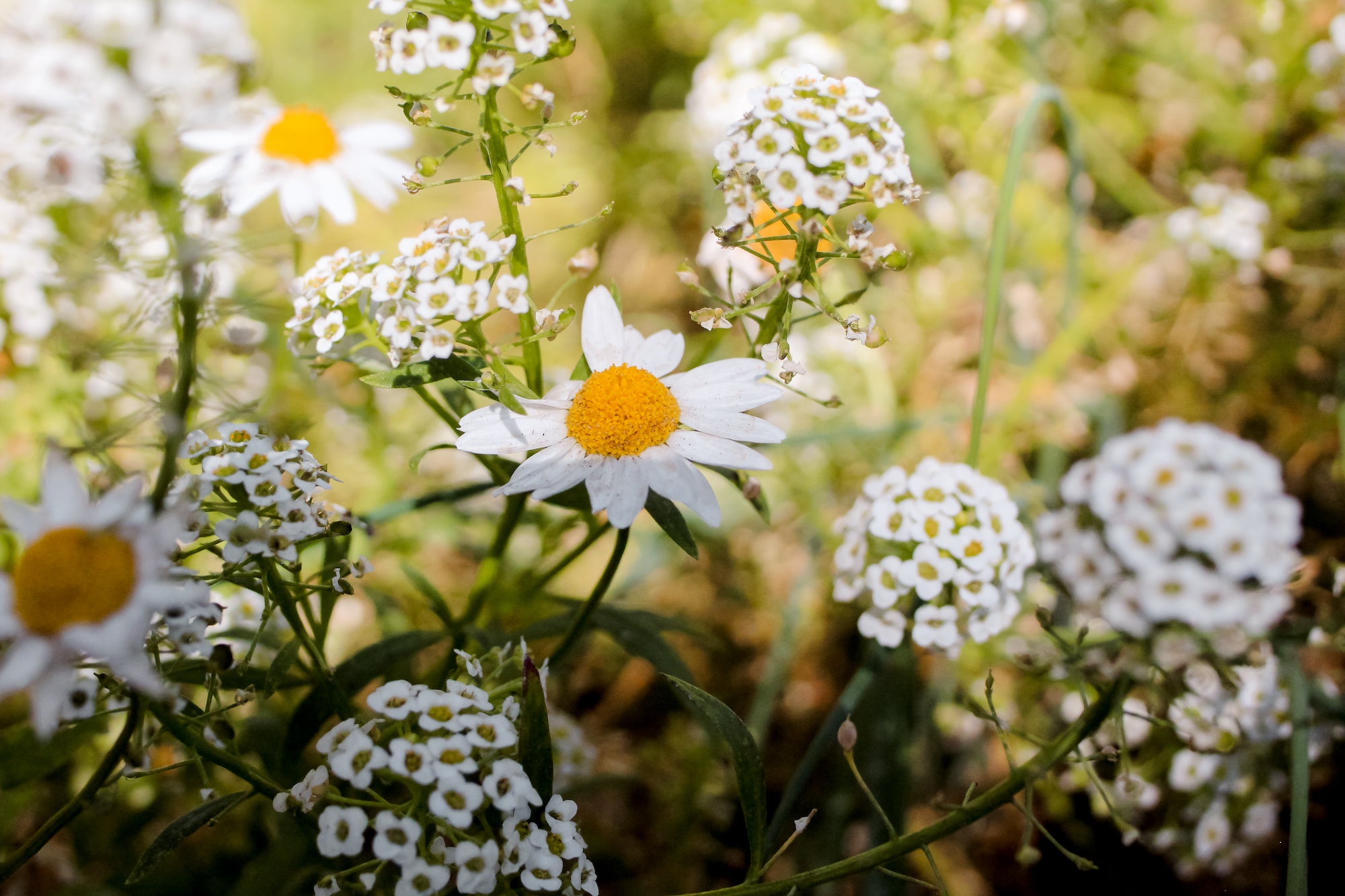 Top 10 Flowers to Grow in San Diego