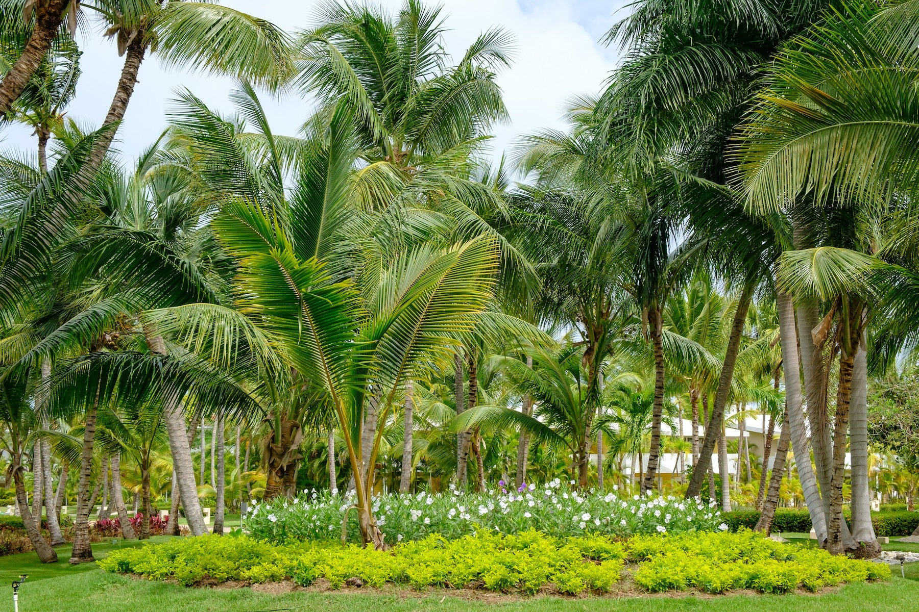 The Ultimate Guide to Planting Palm Trees in San Diego