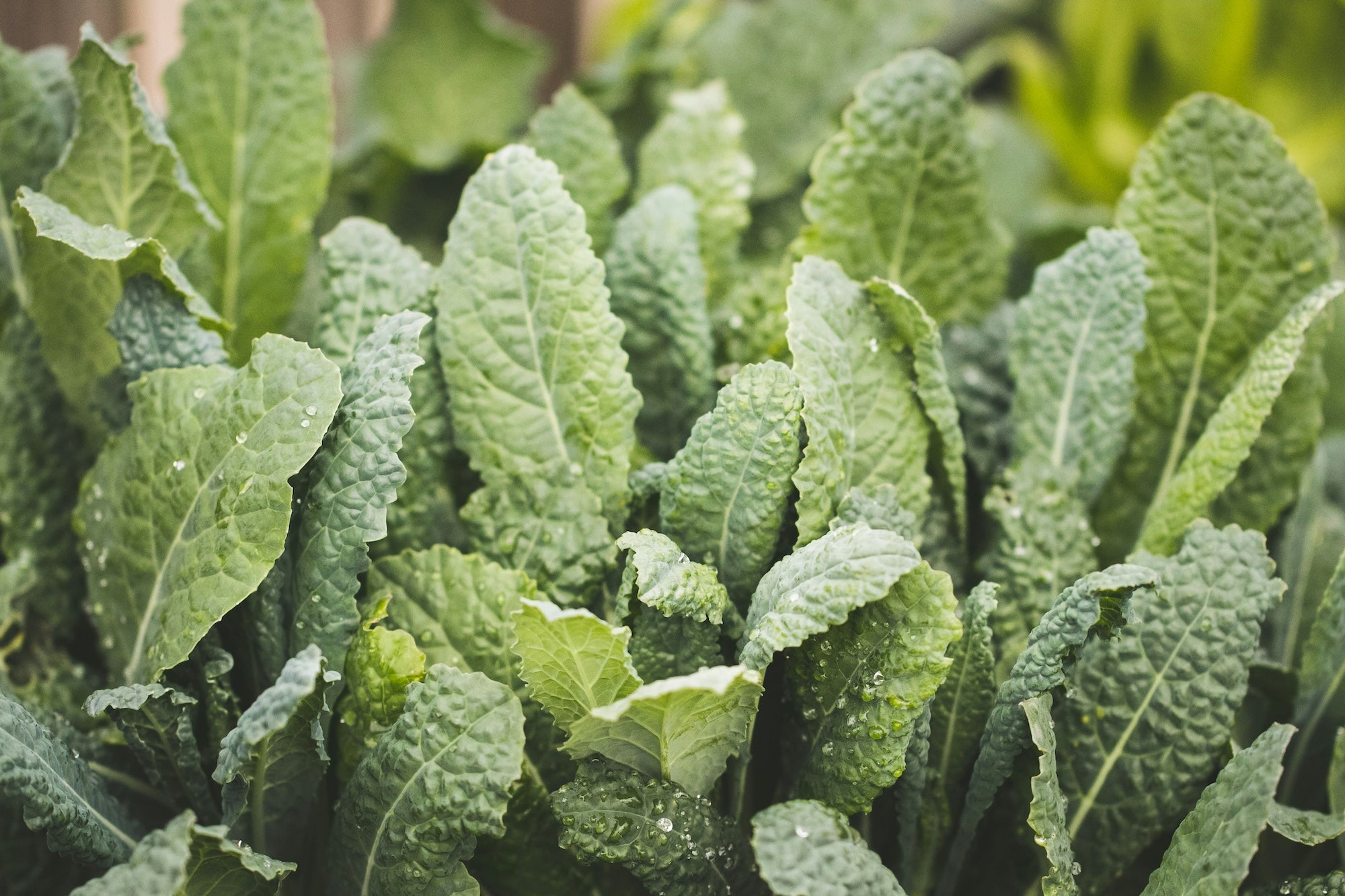 9 Essential Culinary Herbs - Grangetto's Farm & Garden Supply