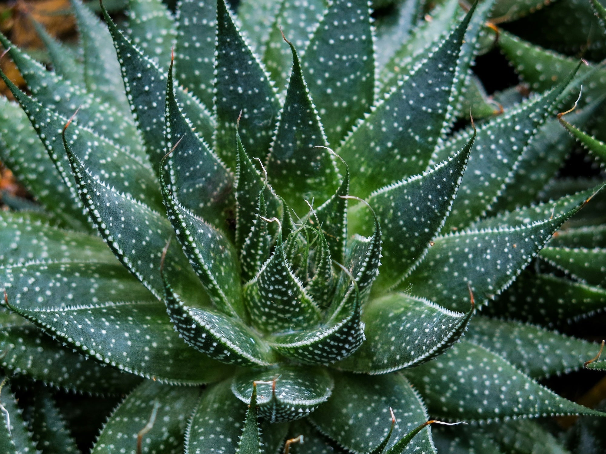 Watch Out for Pests on Aloe and Agave Plants