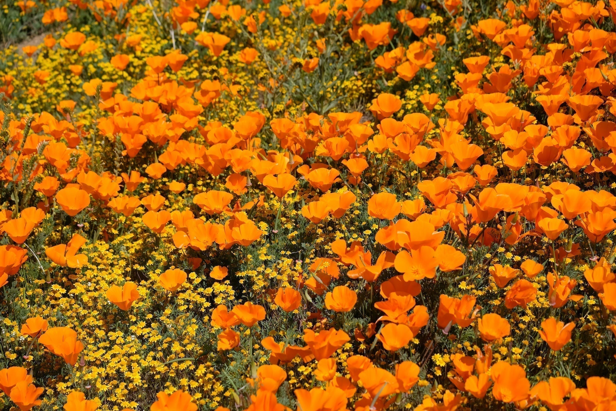 Best Flowers to Plant in Spring for a Colorful San Diego Garden