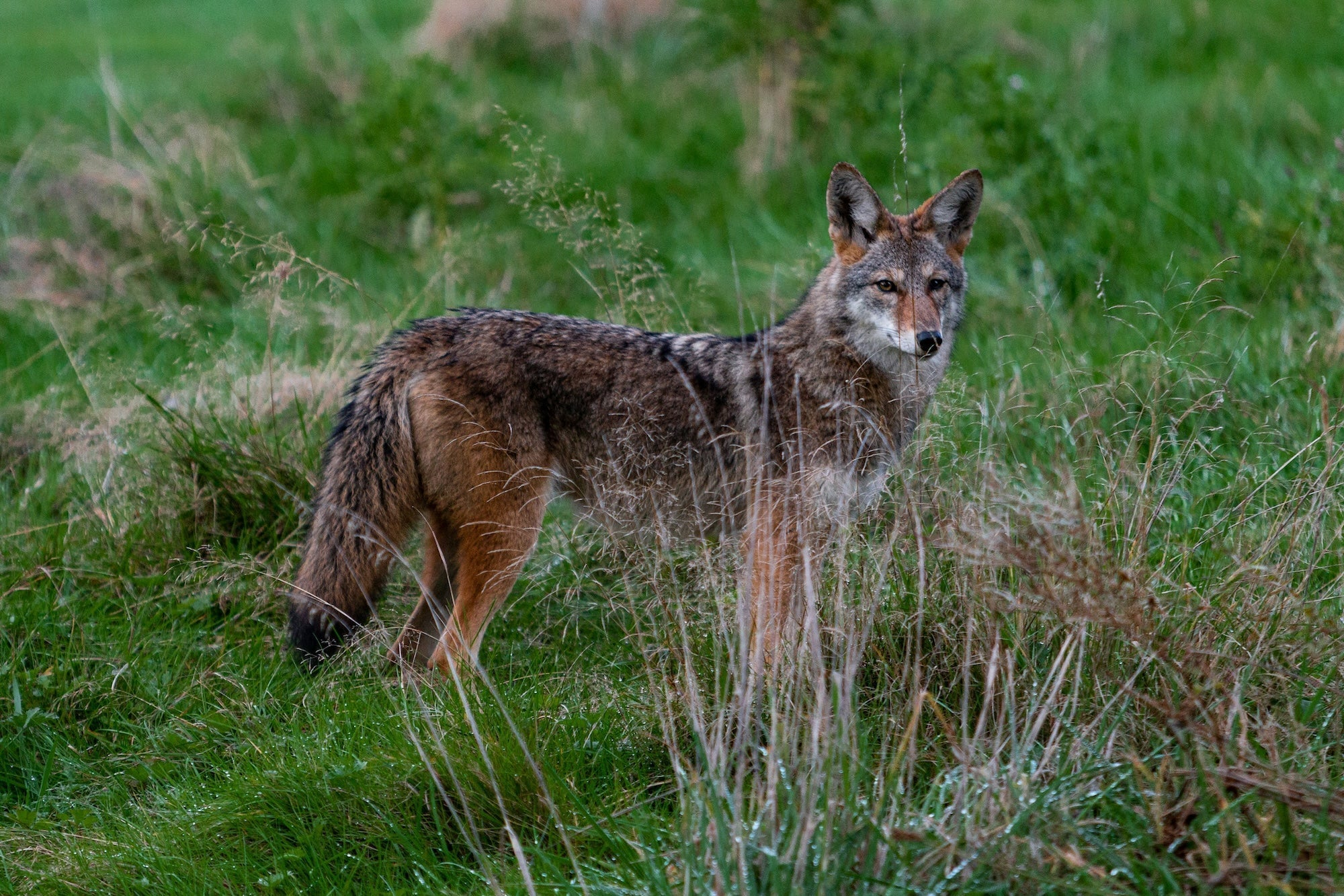 Rodenticides in California: What You Need to Know for 2025