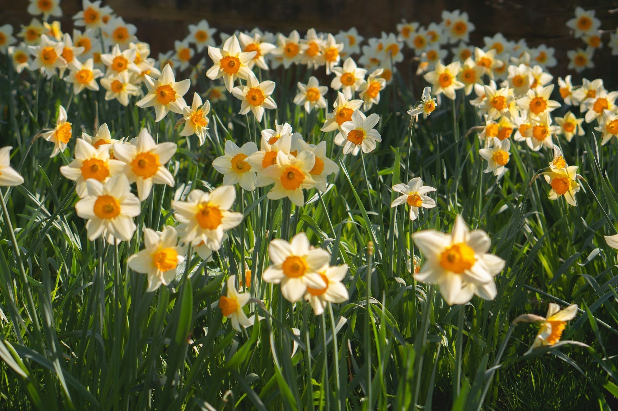 How to Prep and Plant Bulbs This Fall for Gorgeous Spring Blooms