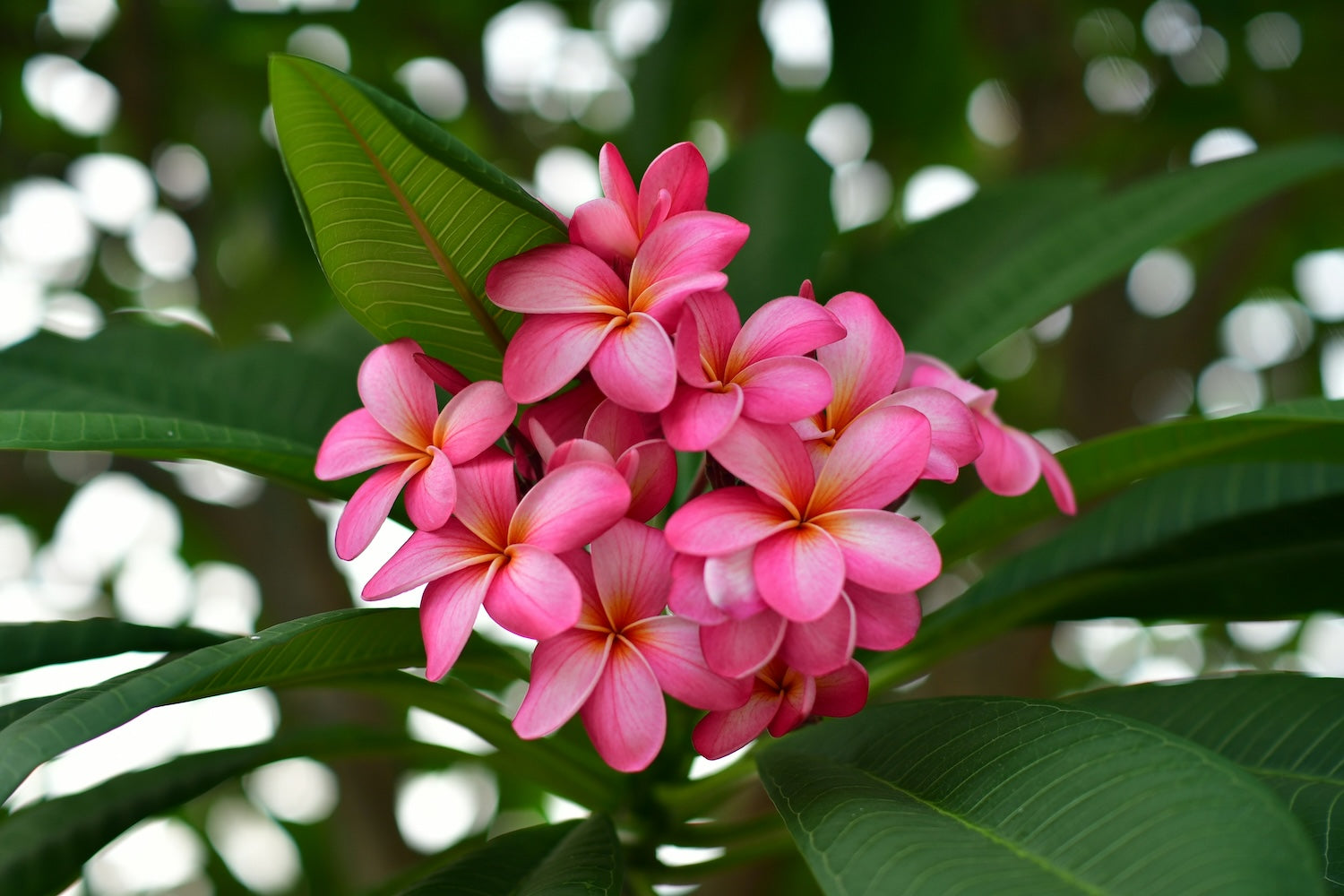 Plumeria 101 Classes with Atkinson Plumeria: Learn to Grow Tropical Beauty