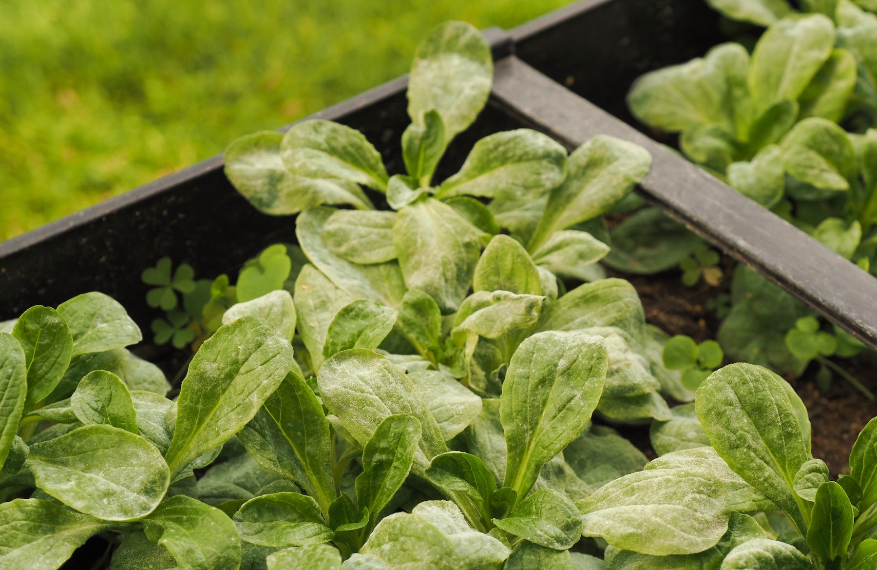 What is that White Stuff on My Plants? - Grangetto's Farm & Garden Supply