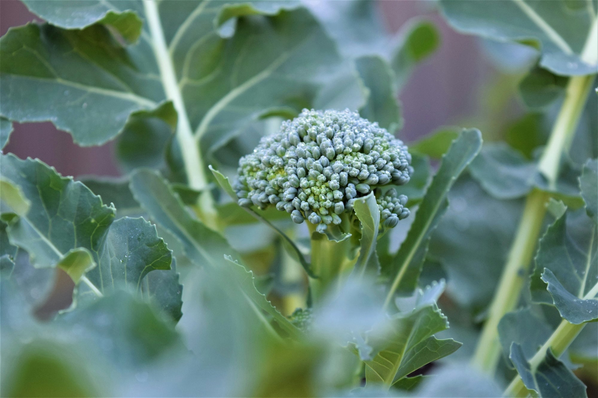 Growing Broccoli in San Diego: A Fall Gardening Guide