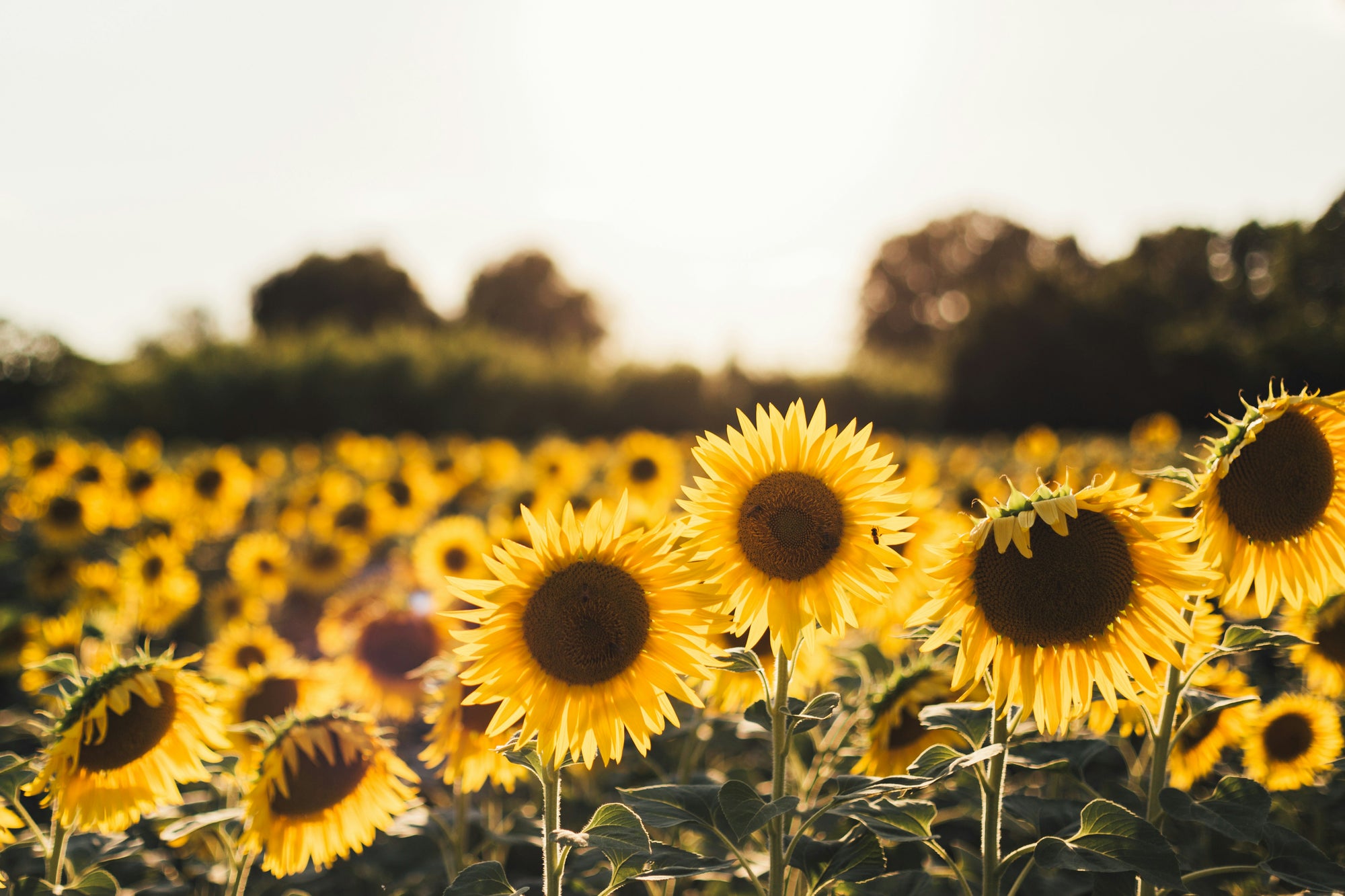 Growing Sunflowers in San Diego: A Complete Guide