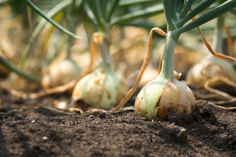 How to Soak Onions - Grangetto's Farm & Garden Supply