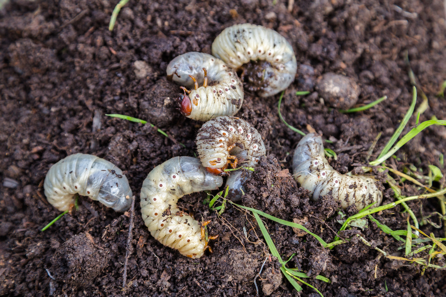 White Grub Control, White Grubs in the Garden