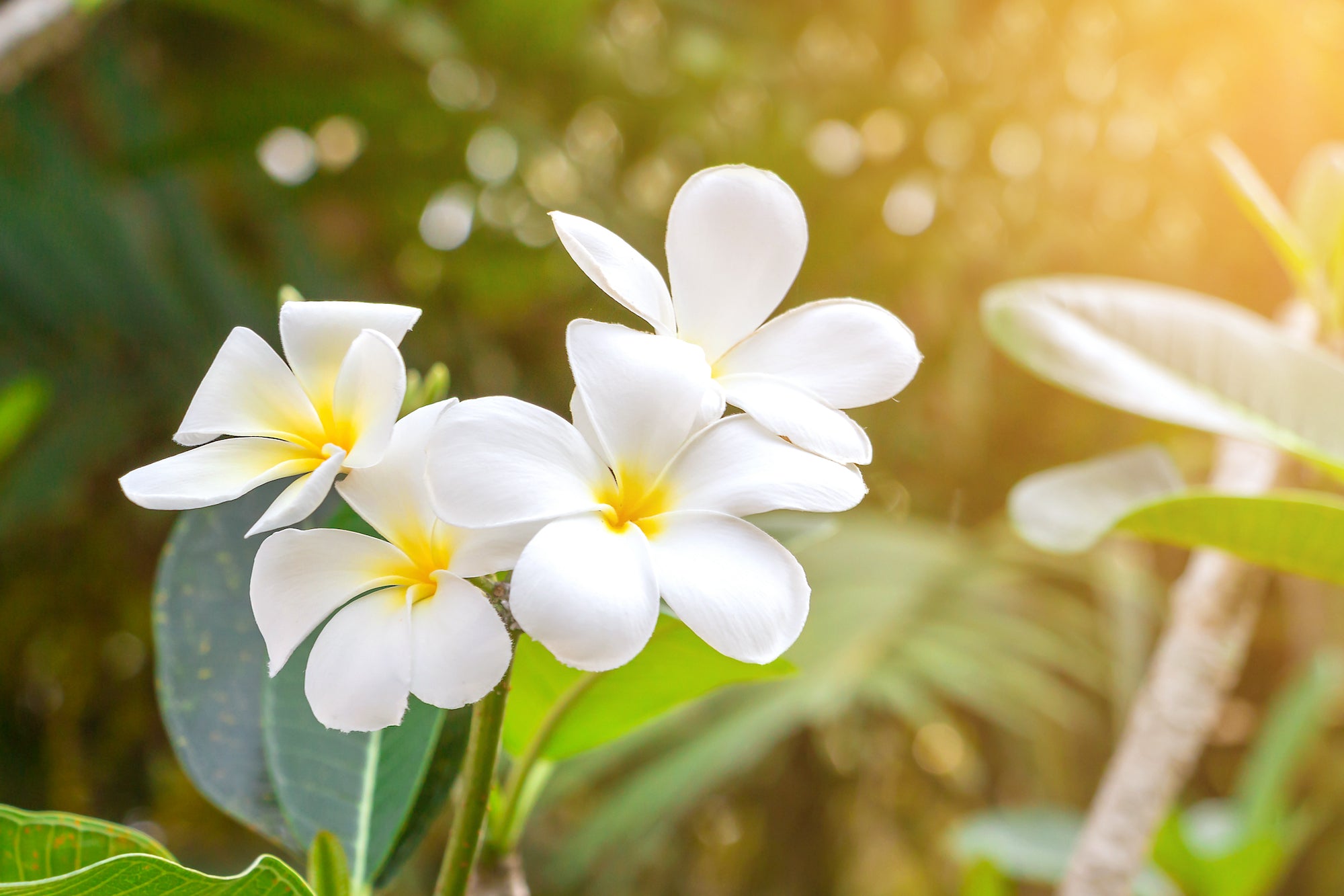 The Beautiful, Fragrant Plumeria