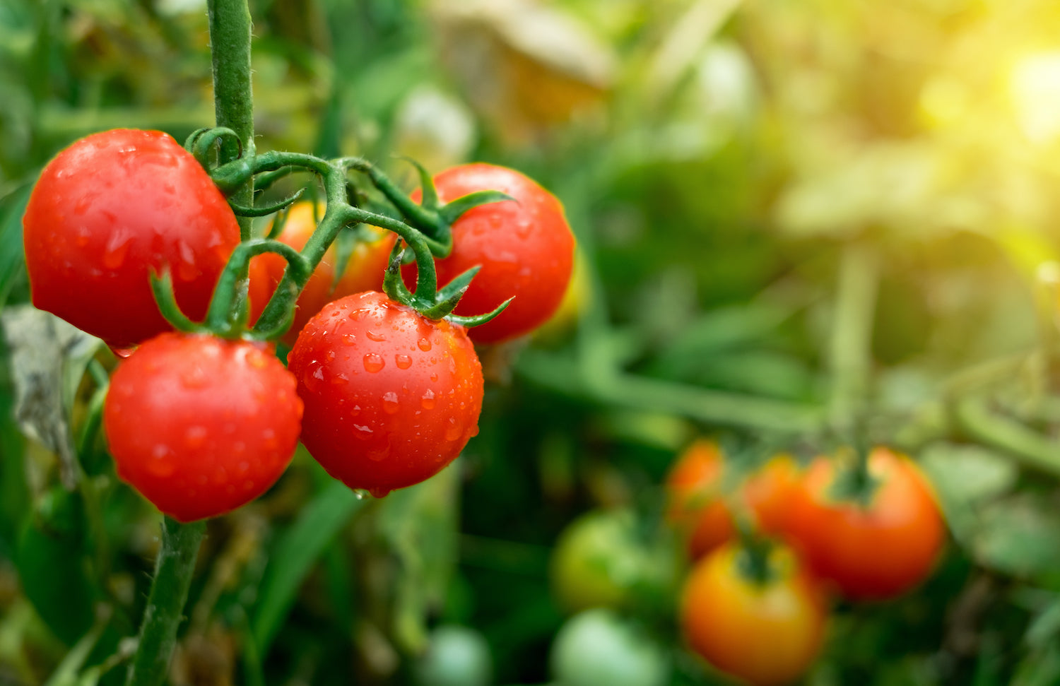 The Best Tomatoes to Grow in San Diego