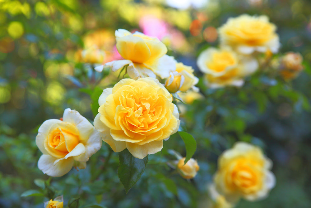 Summer Rose Care - Grangetto's Farm & Garden Supply