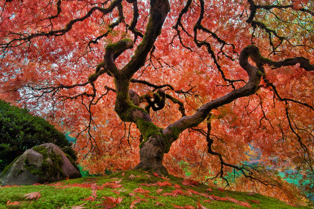 Summer Heat Stress on Japanese Maples - Grangetto's Farm & Garden Supply