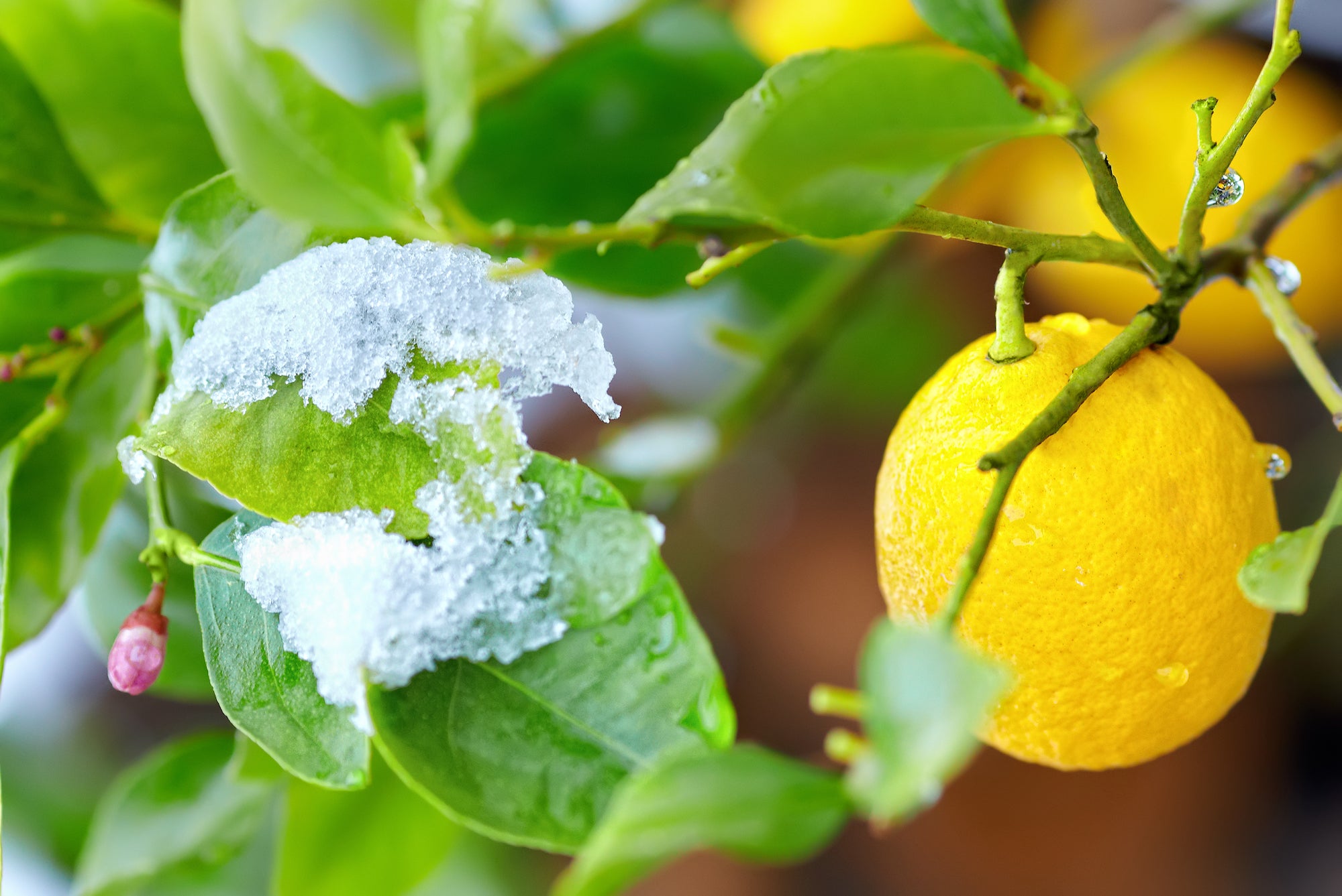 Protecting Citrus from Frost