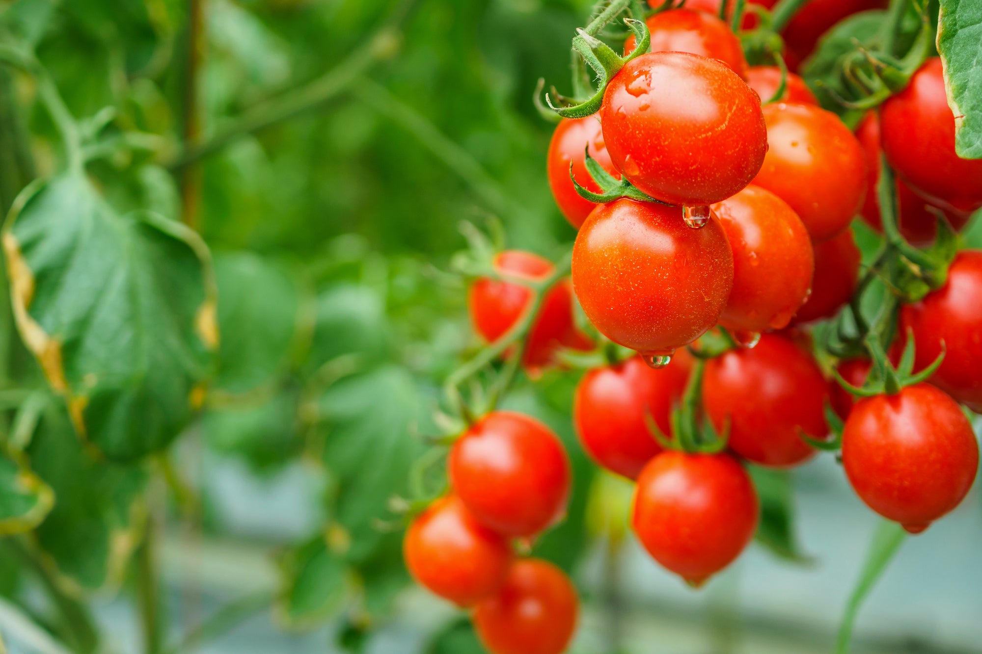 Choosing Tomato Plants