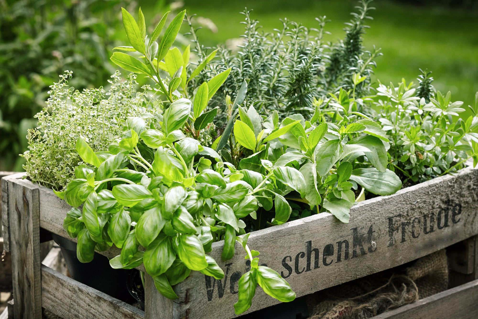 An Herb Garden Primer