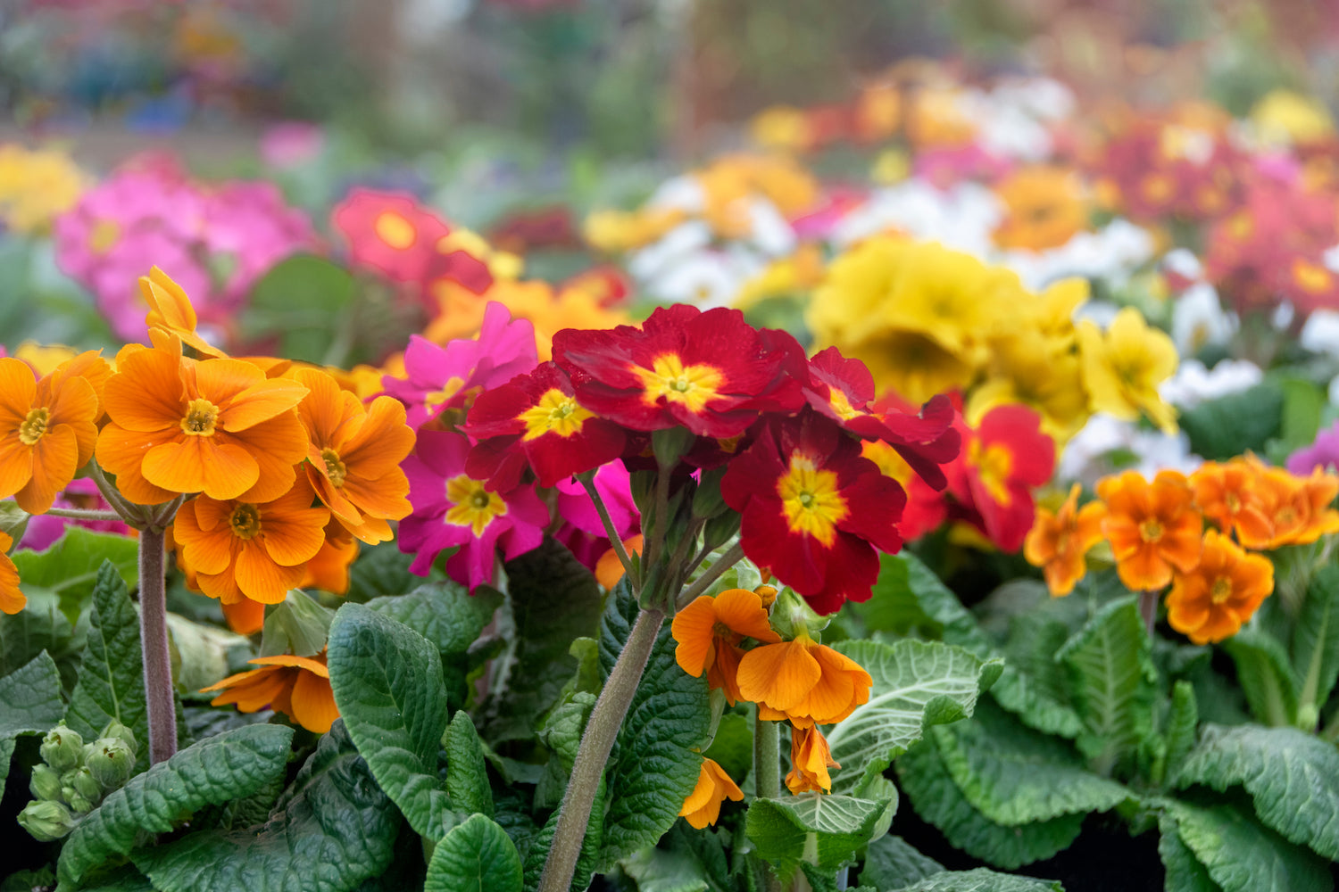 The Beauty of Fall and Winter Annuals