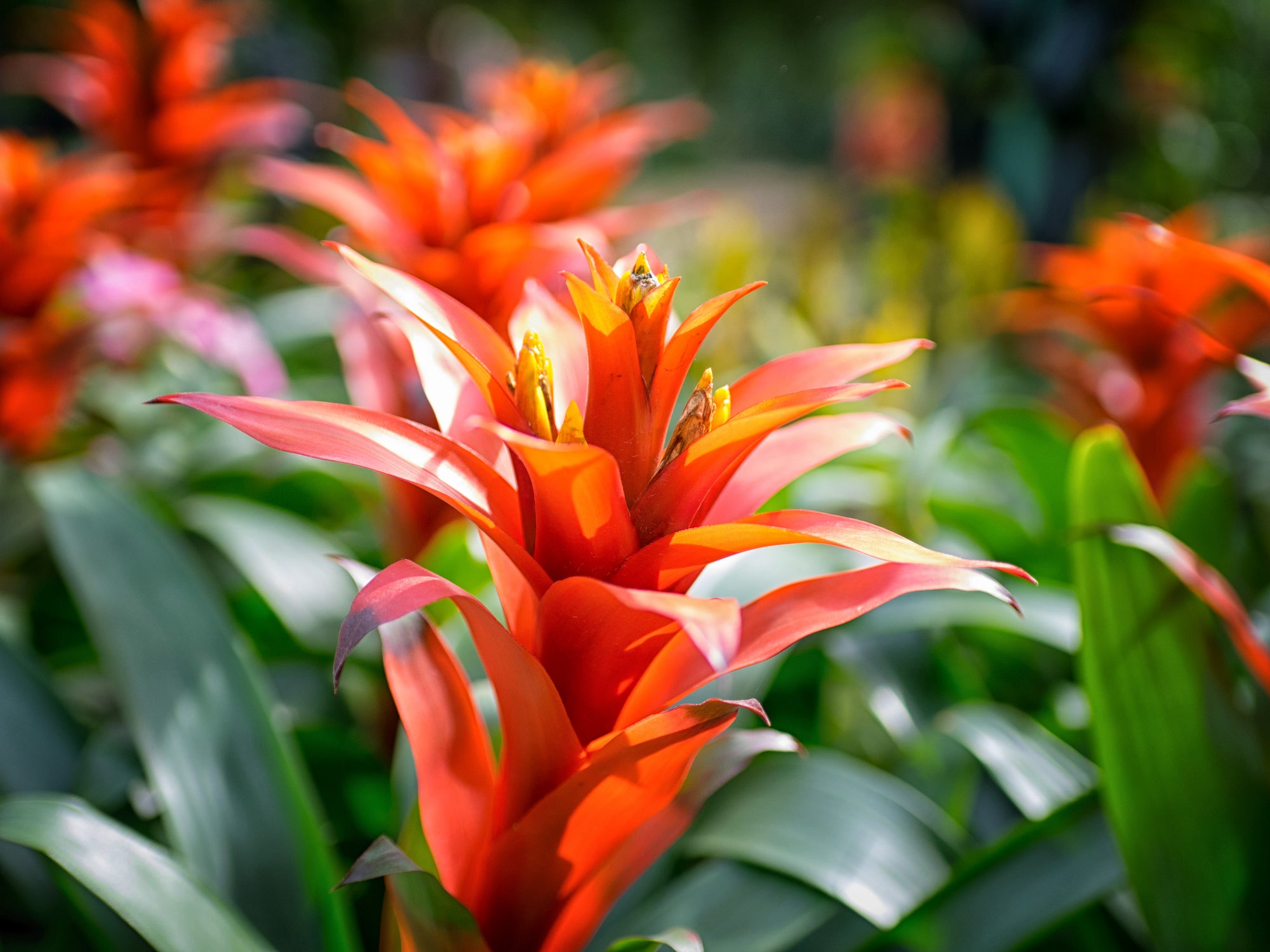 Caring for Your Bromeliad