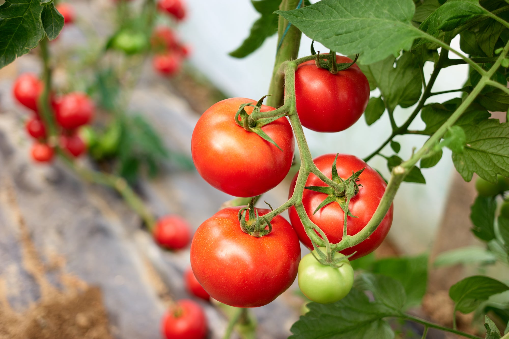 Boost Tomato Production with these 4 steps!
