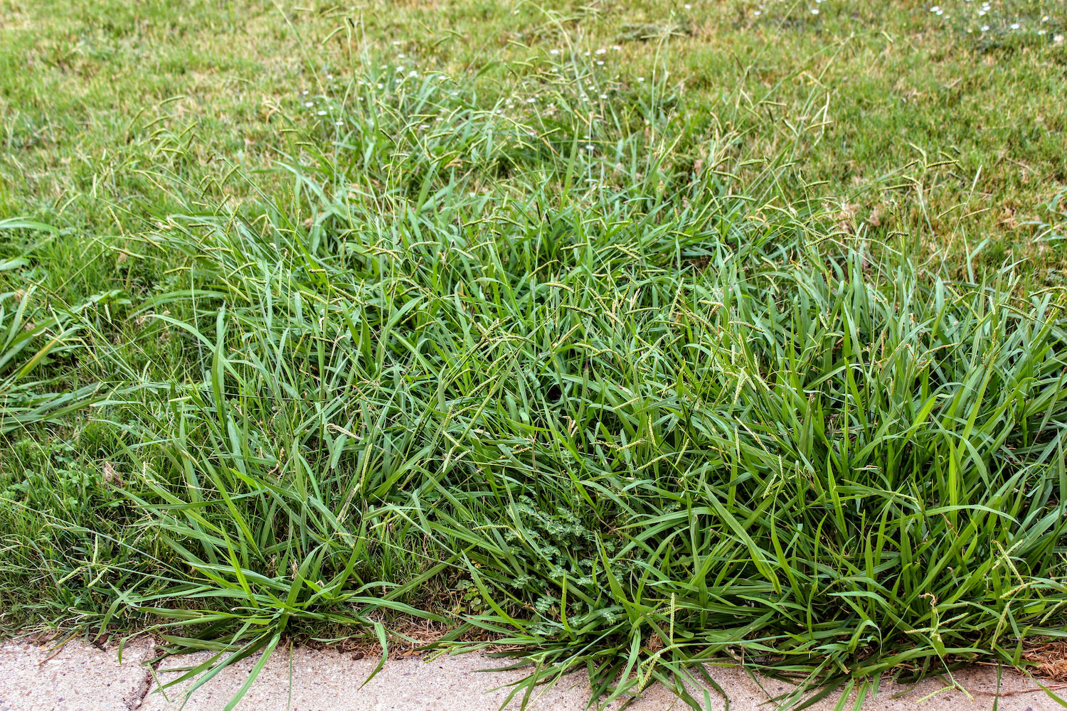 Preventing Crabgrass in Lawns