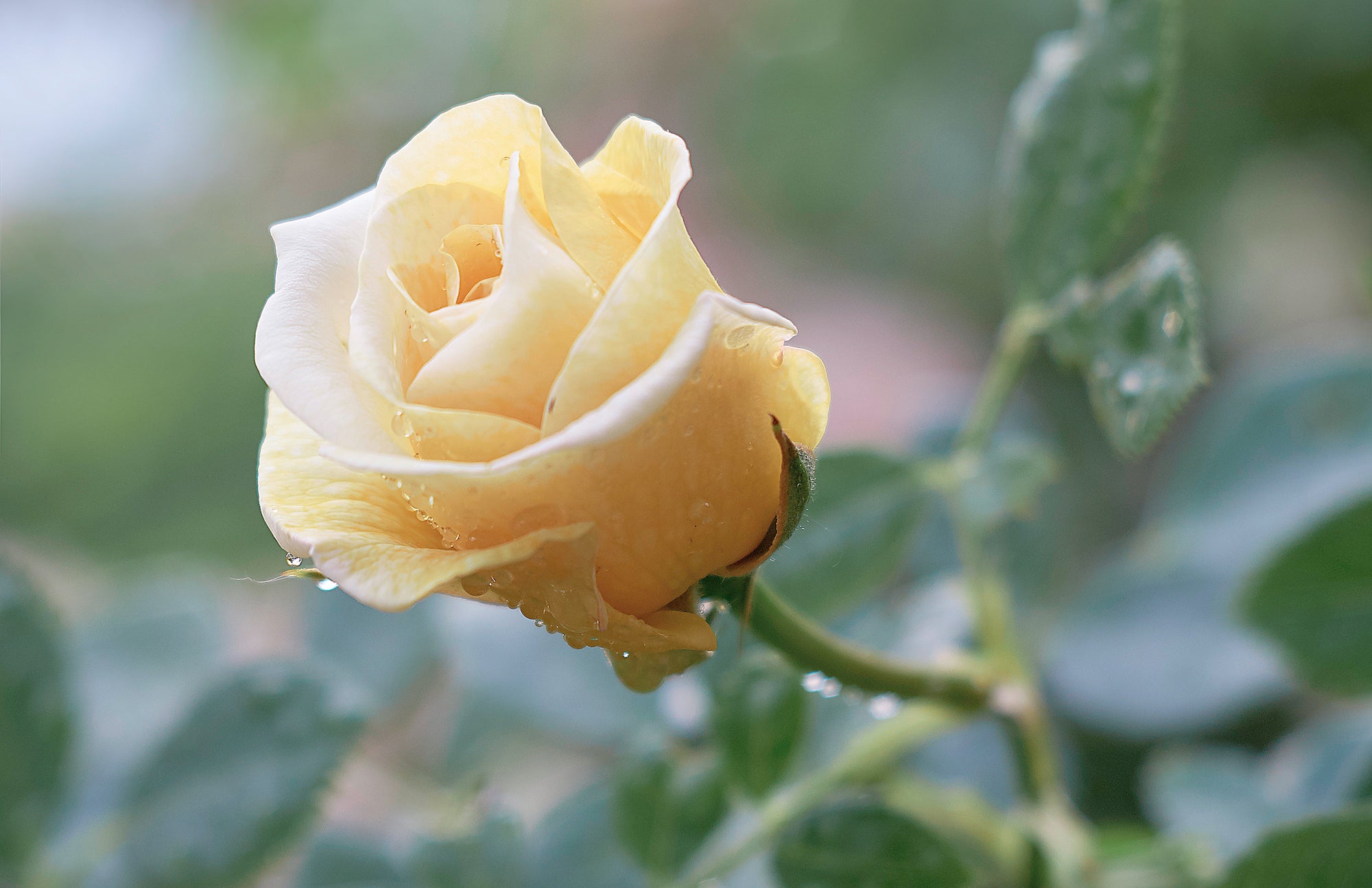 The Sweetheart Rose Has Delicate Pink Blooms With a Honeyed Fragrance