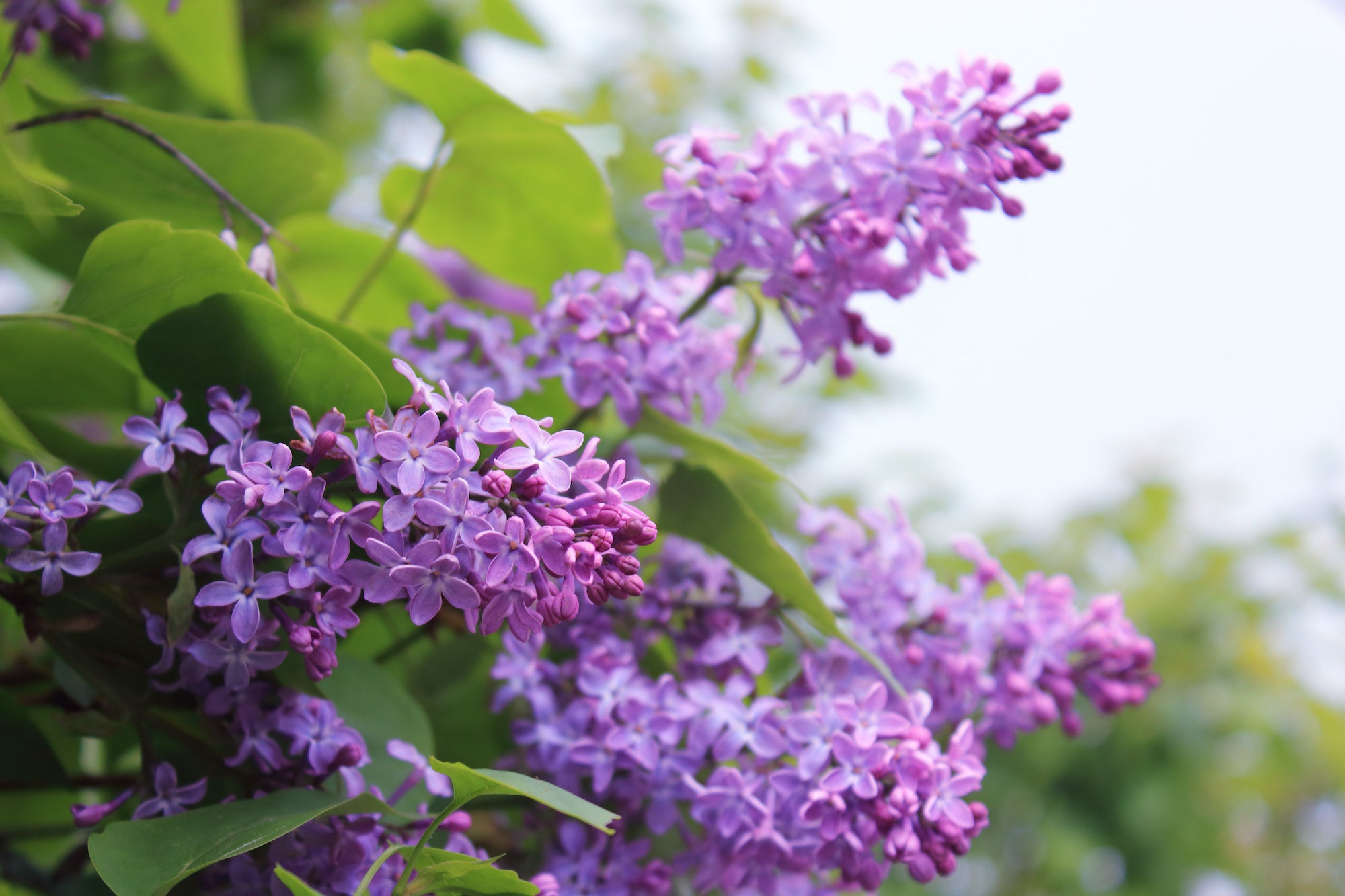 The Scent of Spring: Lilacs