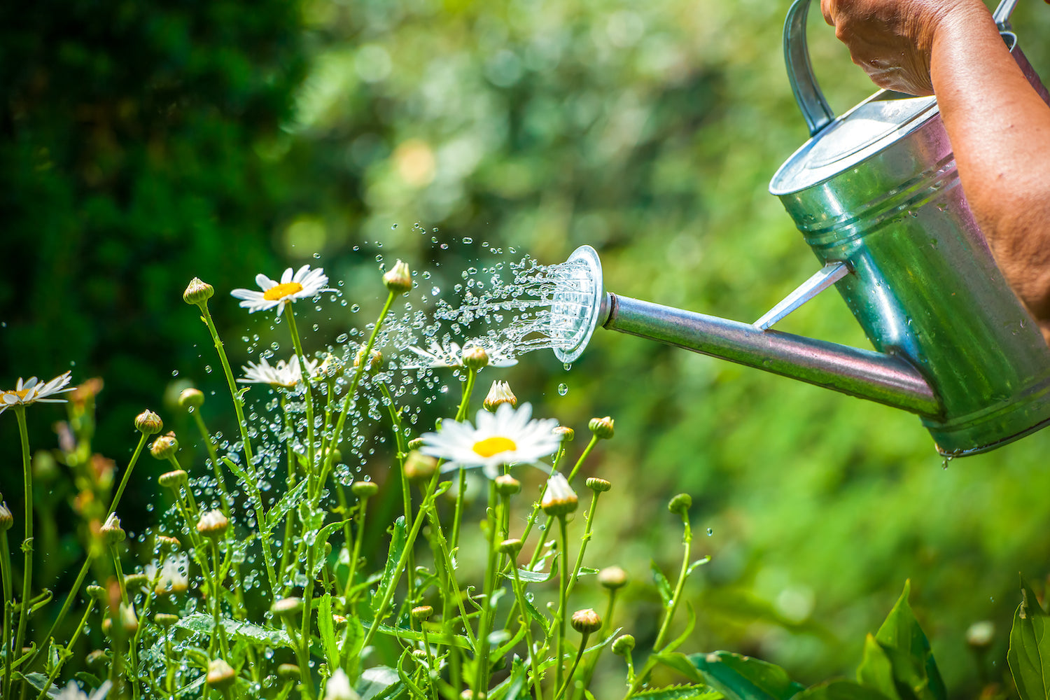 Watering Your Plants