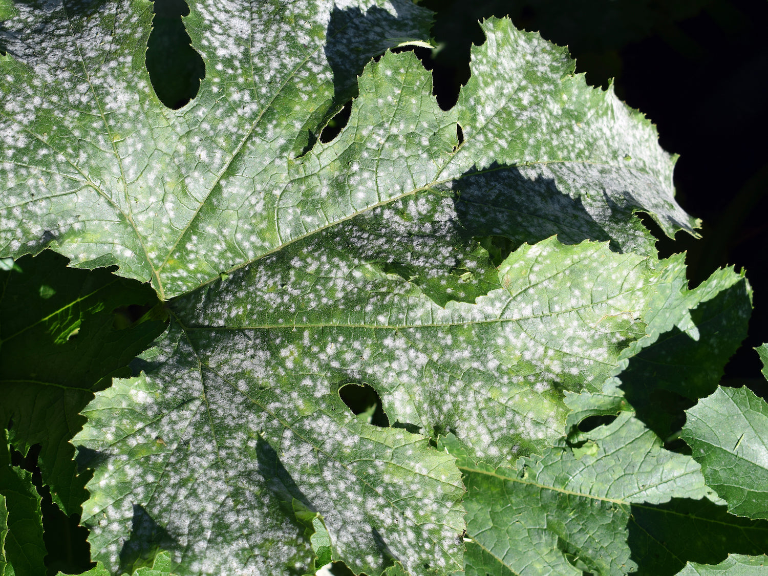 Life Cycle and Management of Powdery Mildew