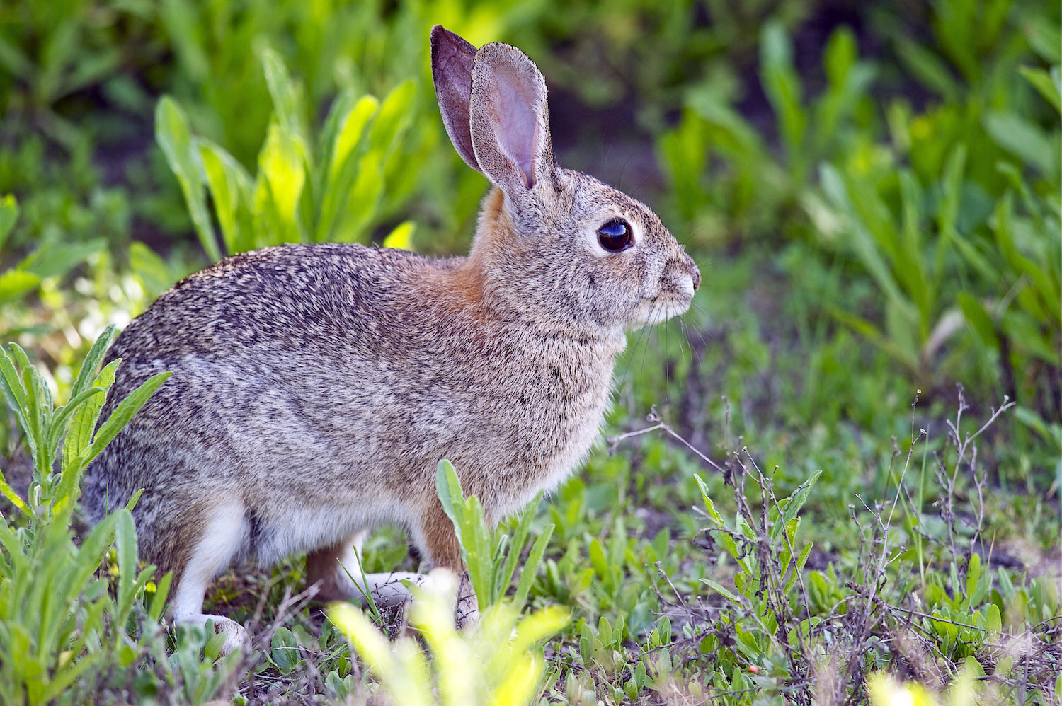 Controlling Rabbits in Your Garden