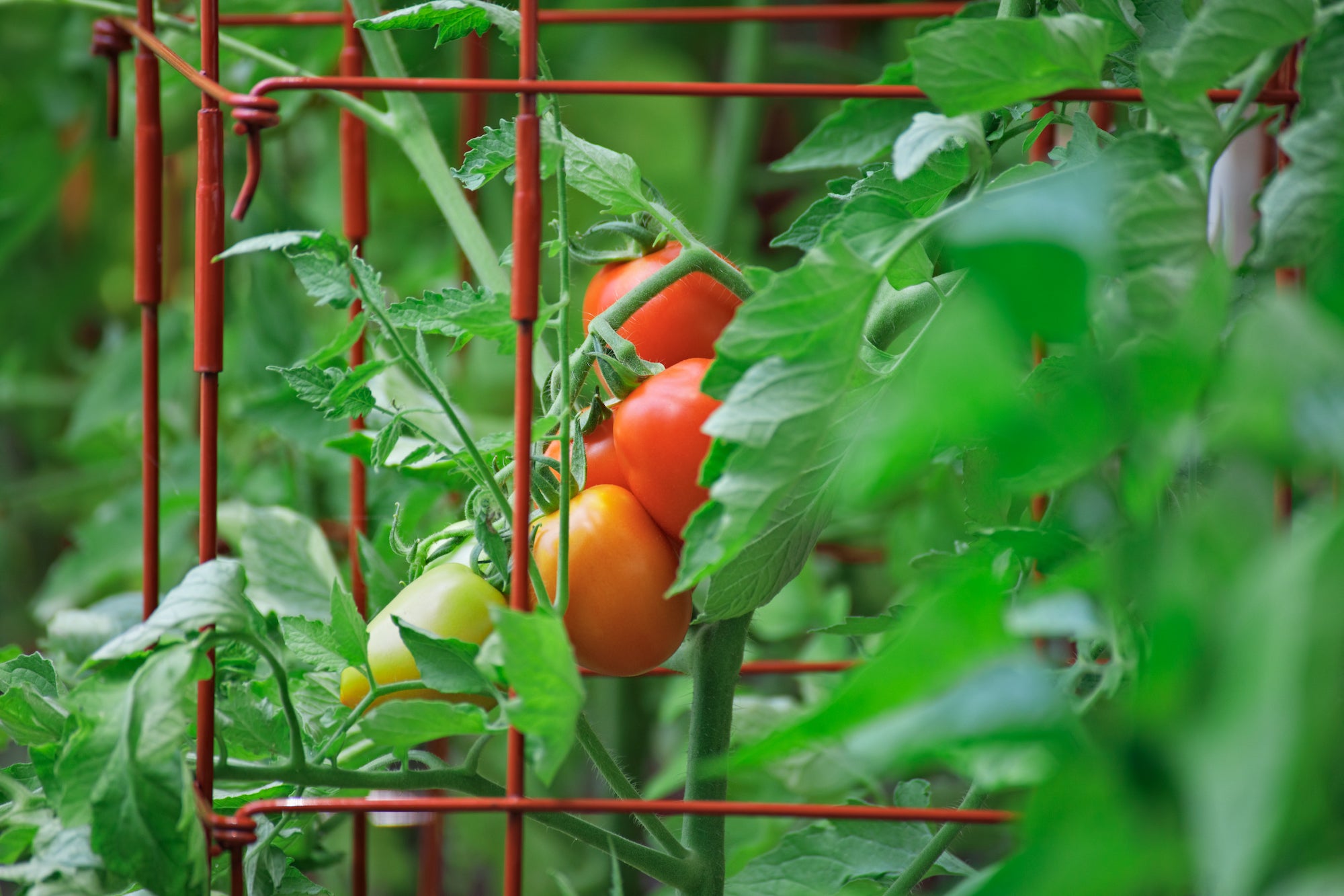 VEGGIE GARDEN VIDEO SERIES #9 - STAKING AND CAGING