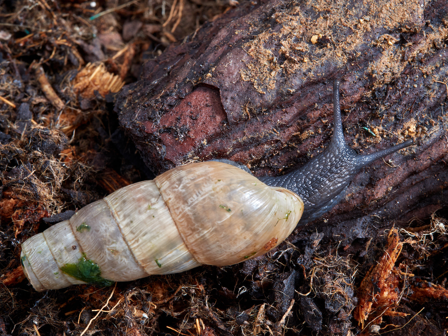 Decollate Snail - Grangetto's Farm & Garden Supply