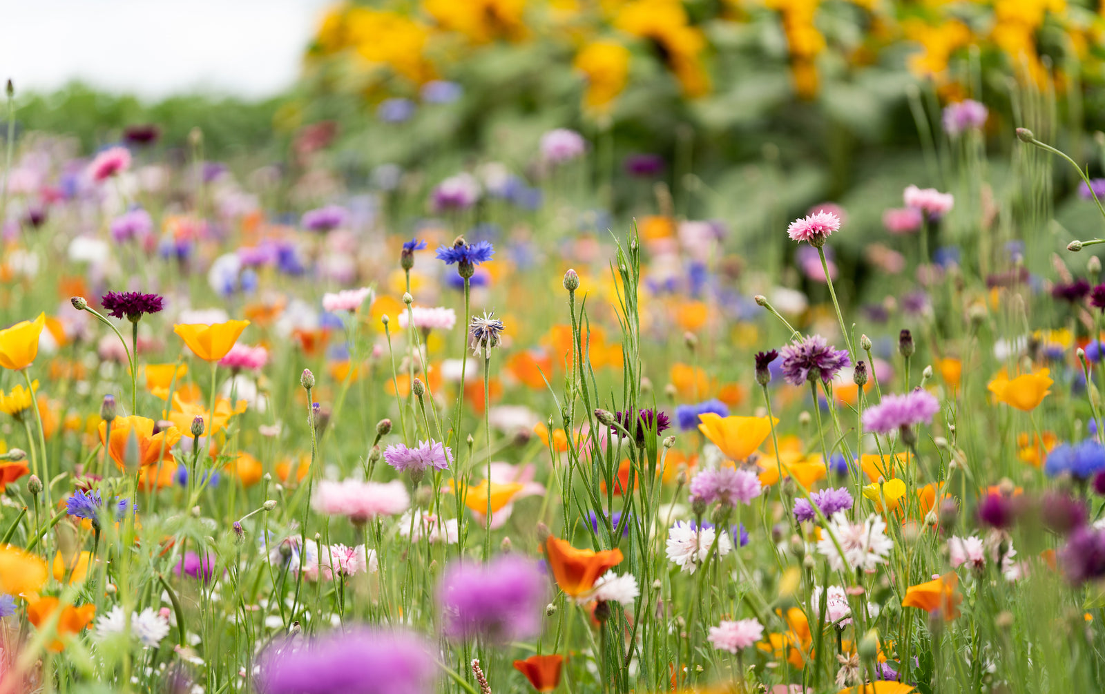 The Little Guide to Wildflowers (Little Guides)