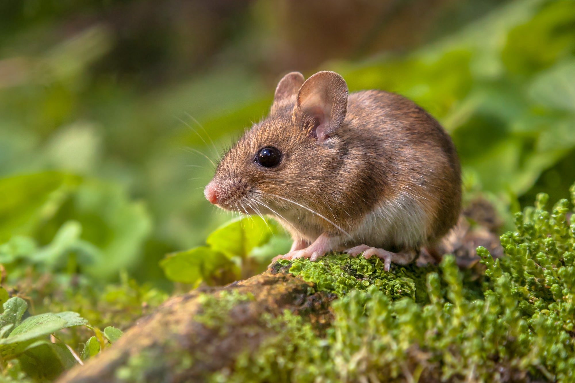 Controlling Rats and Mice