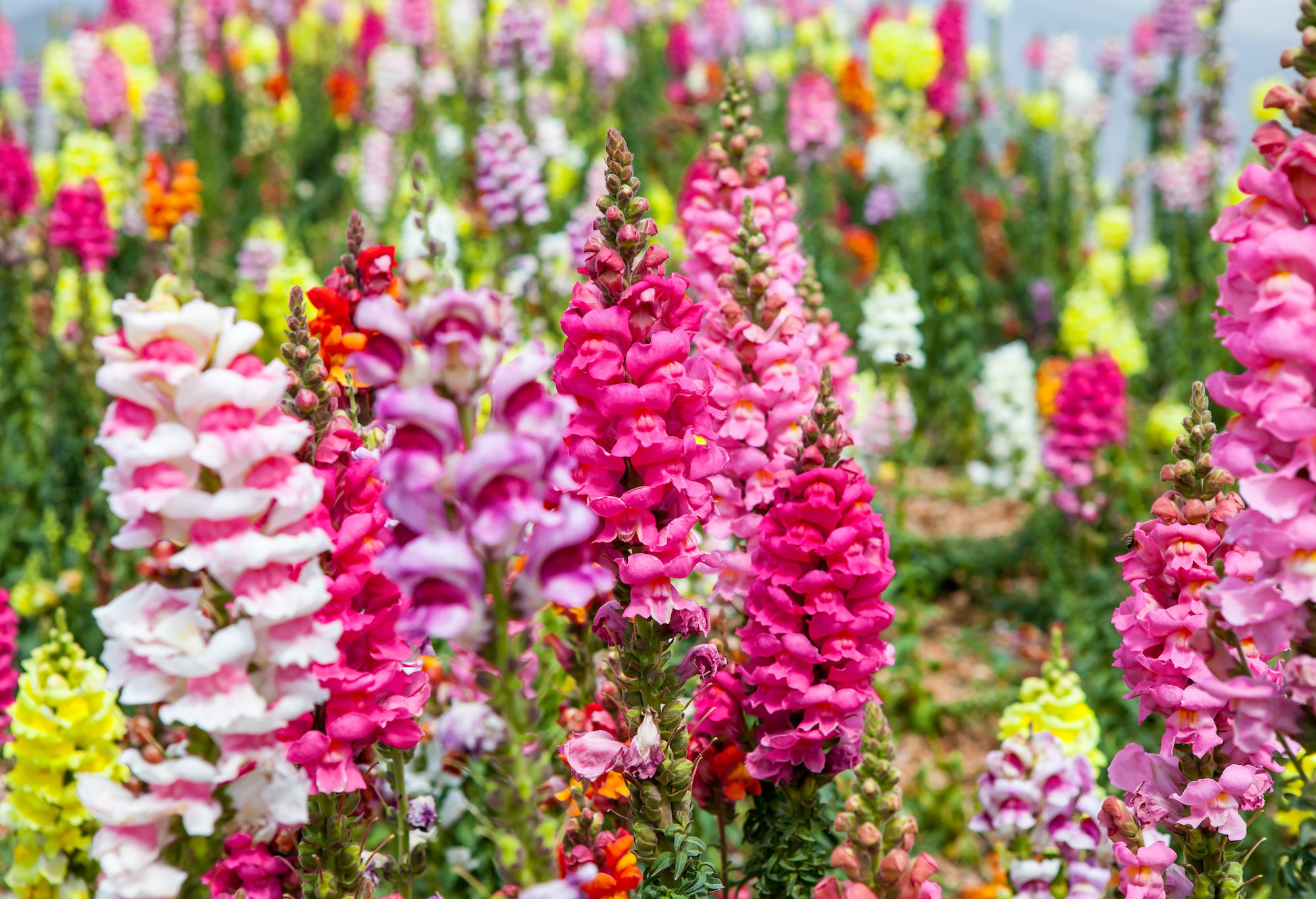 Color-Breathing Snapdragons
