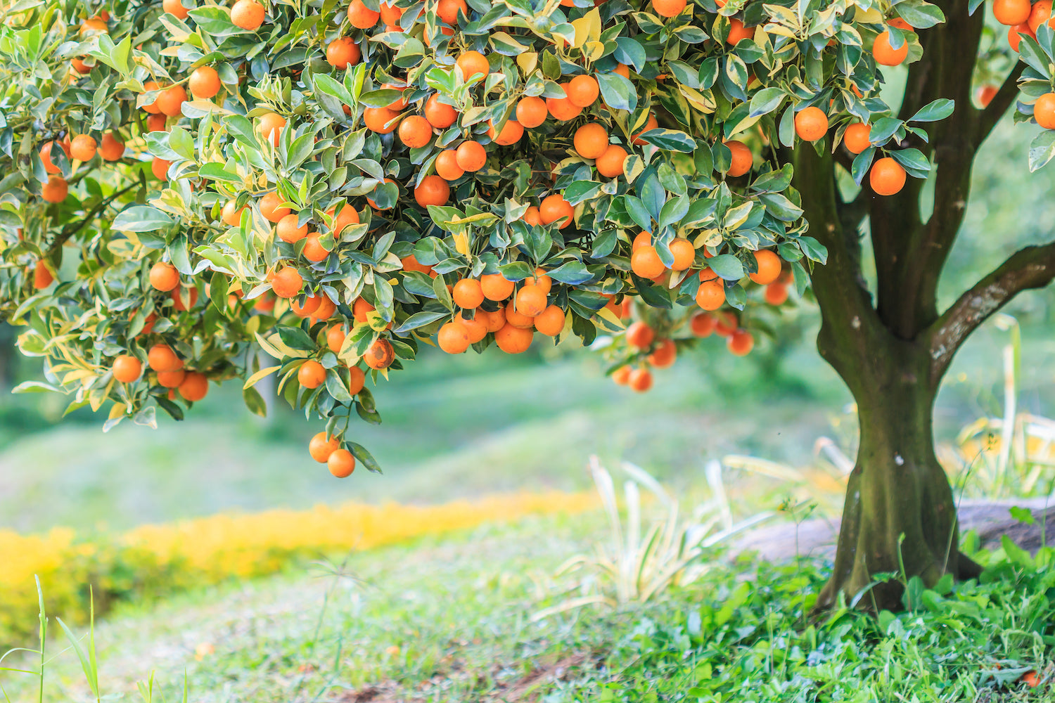 Add some Fruit Trees to Your Landscape