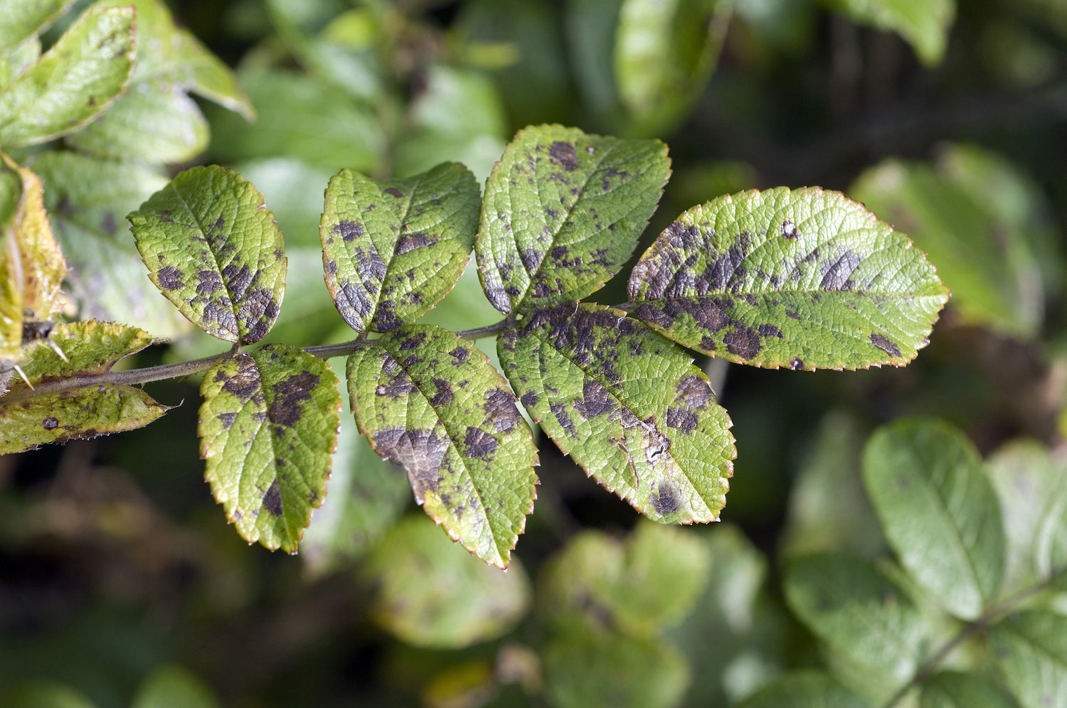 Battling Black Spot on Roses - Grangetto's Farm & Garden Supply