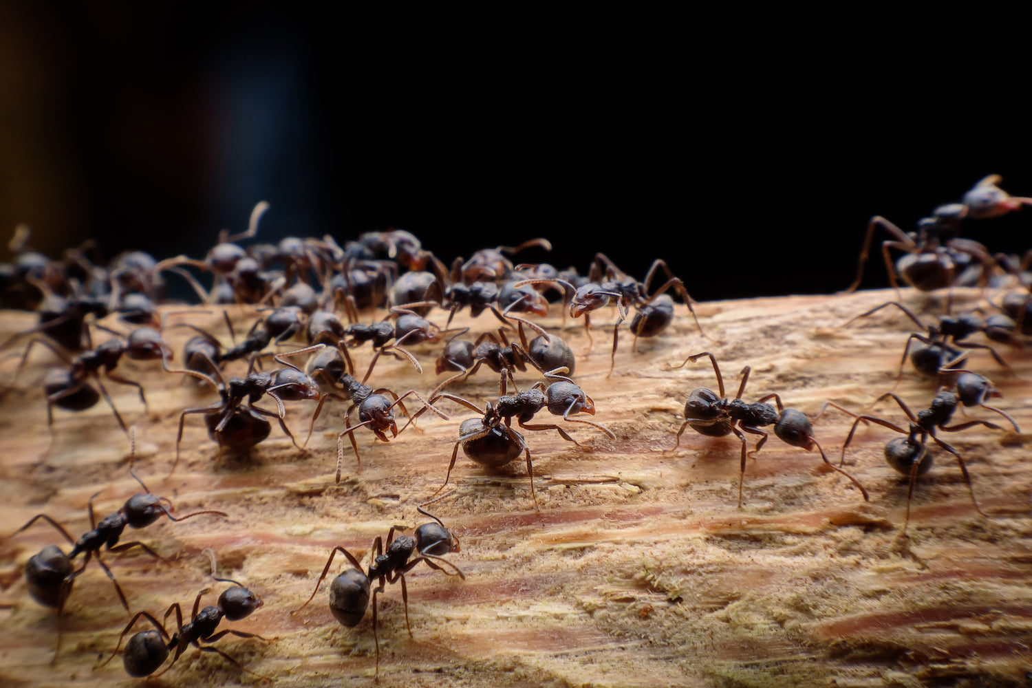 How To Control Ants Grangetto S Farm Garden Supply   Shutterstock 515422816 1800x 