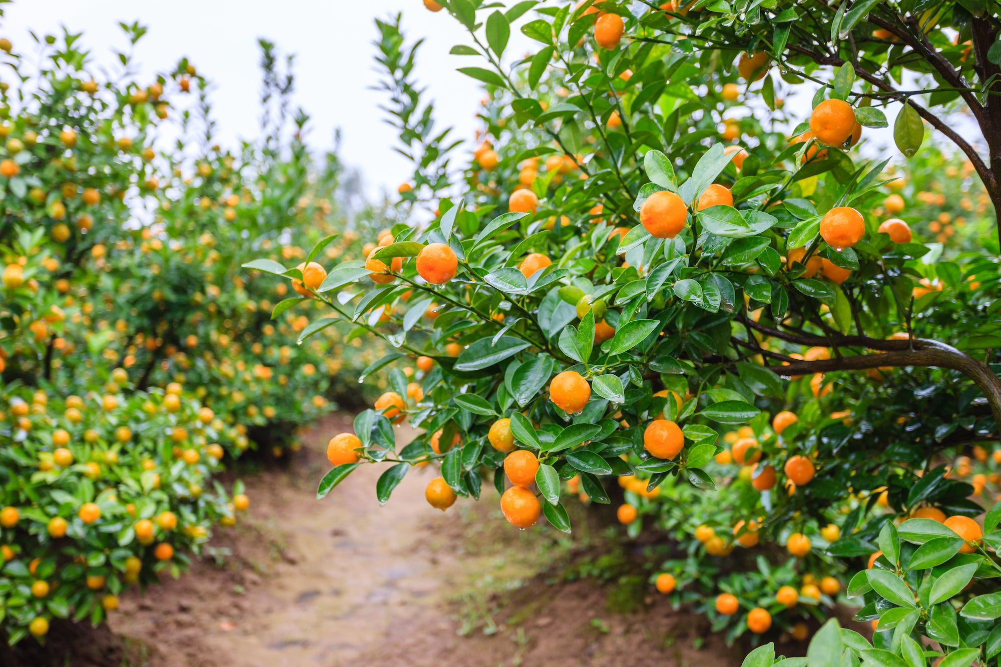 Garden Docs: Can I grow Sumo Citrus in Sonoma County?