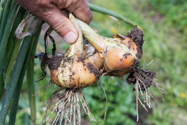 Gardening Onions in San Diego - Grangetto's Farm & Garden Supply