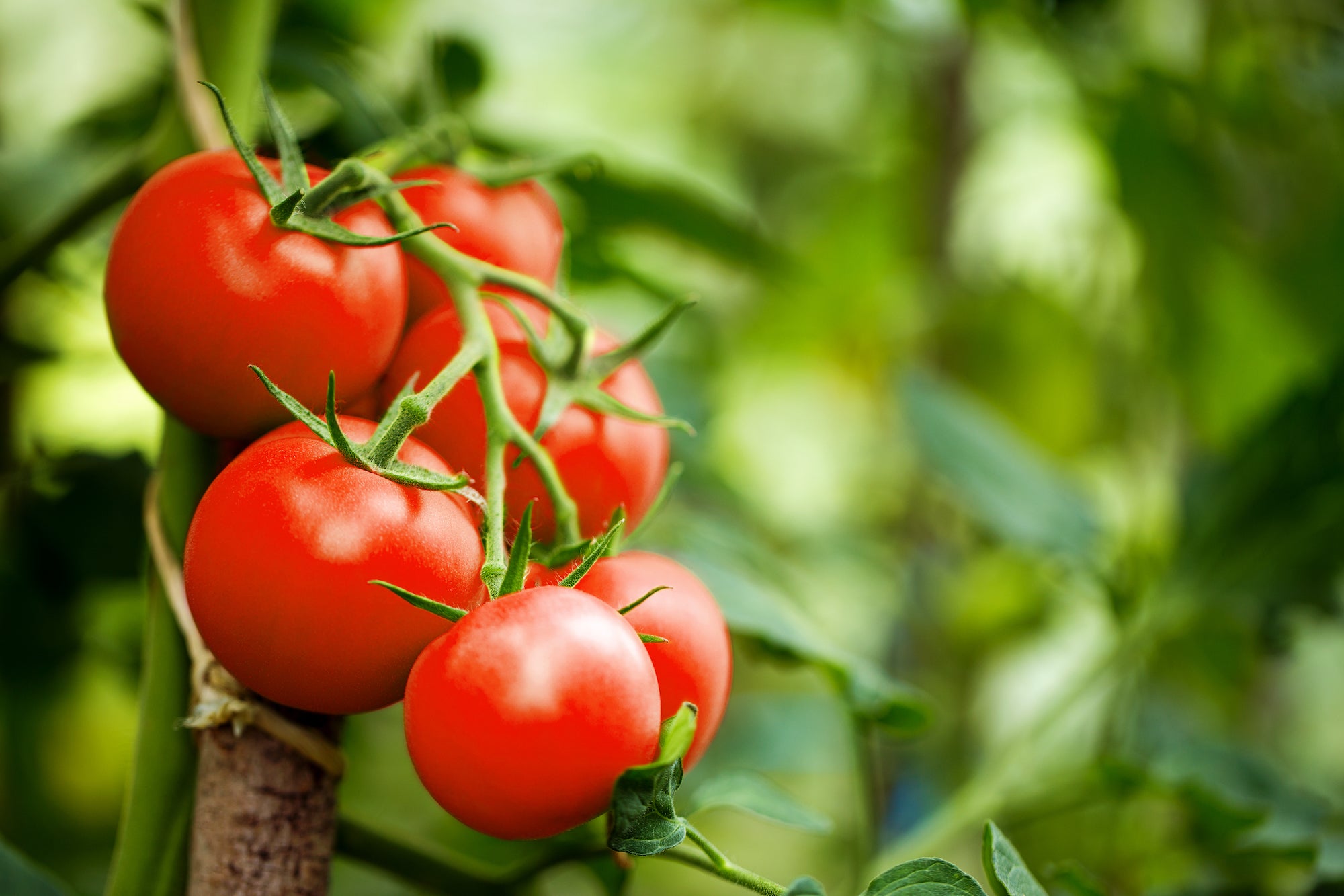 Growing Your Own Juicy Tomatoes